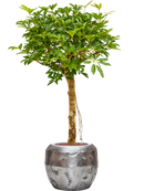 Pot opus couple argent