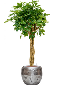 Pot opus couple argent