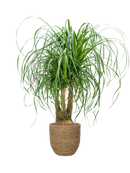 Pot bohemian partner marron