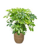 Pot bohemian partner marron