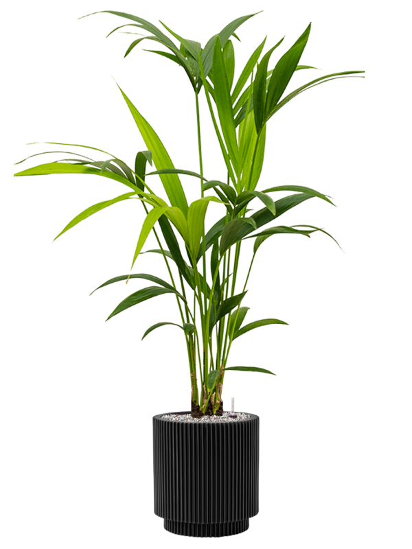 Pot nature groove cylinder noire