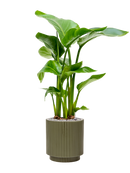 Pot nature groove special cylinder verte