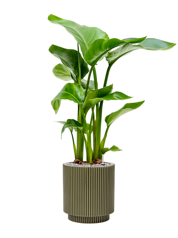 Pot nature groove special cylinder verte