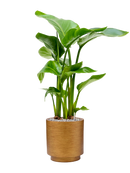 Pot lux retro cylinder d'or