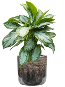 Pot luxe lite cylinder bronze