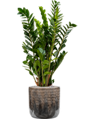 Pot luxe lite cylinder bronze