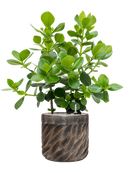 Pot luxe lite cylinder bronze