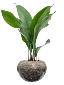 Pot luxe lite globe bronze