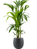 Pot grigio emperor anthracite