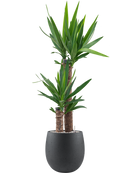 Pot grigio emperor anthracite