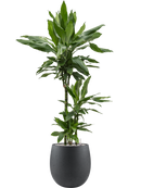 Pot grigio emperor anthracite