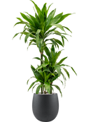 Pot grigio emperor anthracite