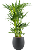 Pot grigio emperor anthracite