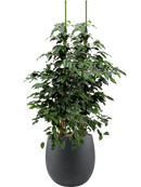 Pot grigio emperor anthracite