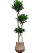 Pot polystone coated darcy marron