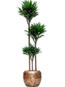 Pot opus couple d'or