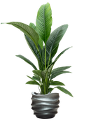 Pot gradient couple grise