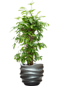 Pot gradient couple grise