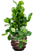 Pot gradient couple marron