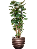 Pot gradient couple marron