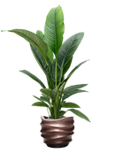 Pot gradient couple marron