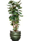 Pot gradient couple verte