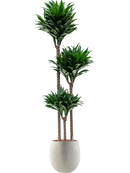 Pot grigio emperor beige