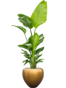 Pot metallic couple d'or