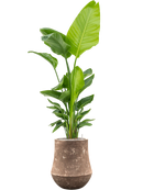 Pot polystone coated darcy marron