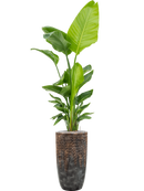 Pot luxe lite partner bronze