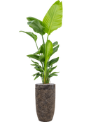 Pot luxe lite partner bronze