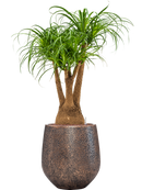 Pot opus emperor d'or