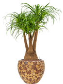 Pot facets couple marron