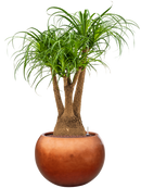 Pot metallic globe bronze