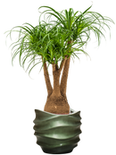 Pot gradient couple verte