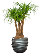 Pot gradient couple grise