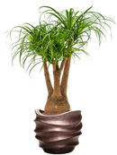 Pot gradient couple marron