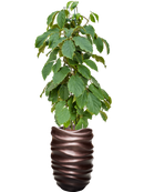 Pot gradient partner marron