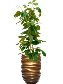 Pot gradient partner marron