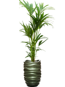 Pot gradient partner verte