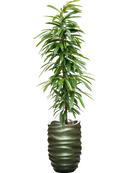 Pot gradient partner verte