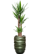 Pot gradient partner verte