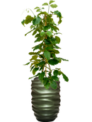 Pot gradient partner verte