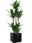 Pot line-up cube noire