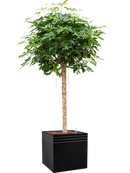 Pot line-up cube noire