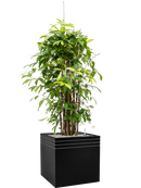 Pot line-up cube noire