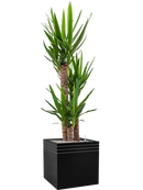 Pot line-up cube noire