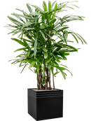 Pot line-up cube noire