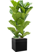 Pot line-up cube noire