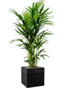 Pot line-up cube noire